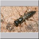 Passaloecus sp - Grabwespe 19 5-7mm.jpg